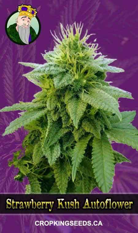 Strawberry Kush Autoflowering Marijuana Seeds