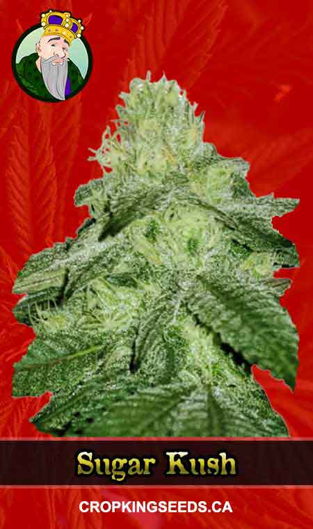 Sugar Kush Feminized Fast Version Marijuana Seeds, Crop King Seeds
