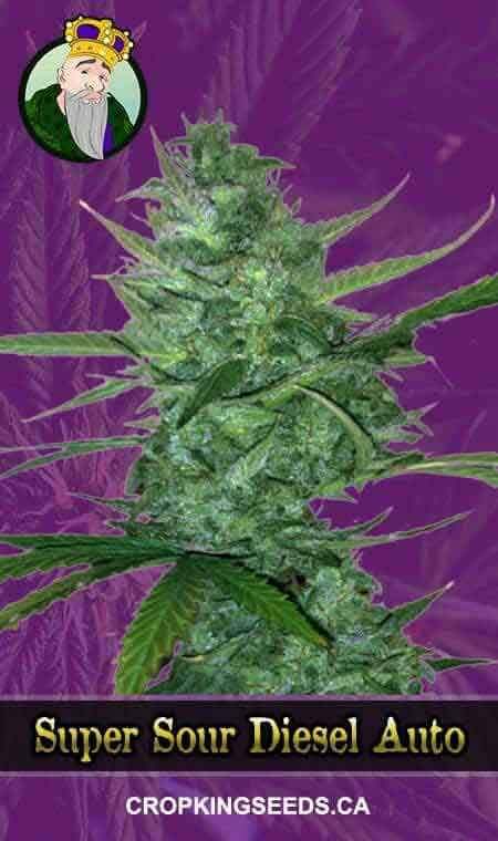 Buy Super Sour Diesel Strain Autoflowering Marijuana Seeds | Crop King ...