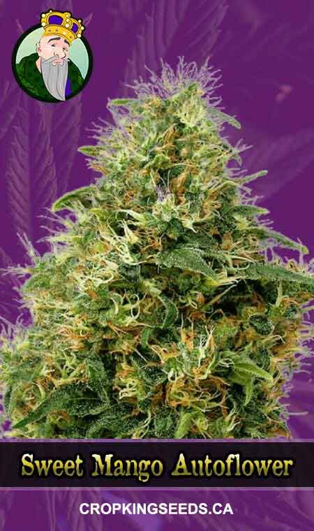 Sweet Mango Autoflowering