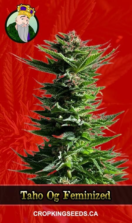 Tahoe OG Strain Feminized Marijuana Seeds