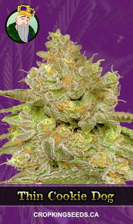 Thin Cookie Dog Strain Autoflowering Marijuana Seeds