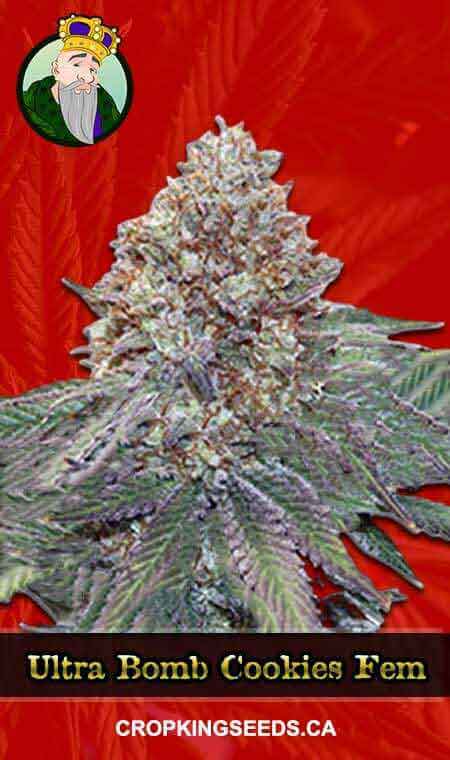 Ultra Bomb Cookie Strain Feminized Marijuana Seeds