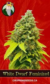 White Dwarf Feminized Marijuana Seeds