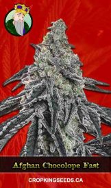 Afghan Chocolope Feminized Fast Version Strain Marijuana Seeds