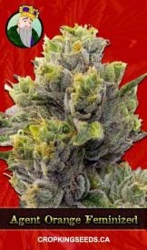 Agent Orange Strain Feminized Marijuana Seeds
