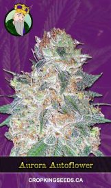 Aurora Autoflowering Marijuana Seeds