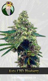 Auto CBD Blueberry (1:16) Strain Marijuana Seeds
