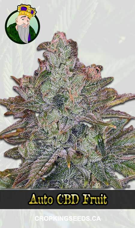 Auto Cbd Fruit Marijuana Seeds, Crop King Seeds