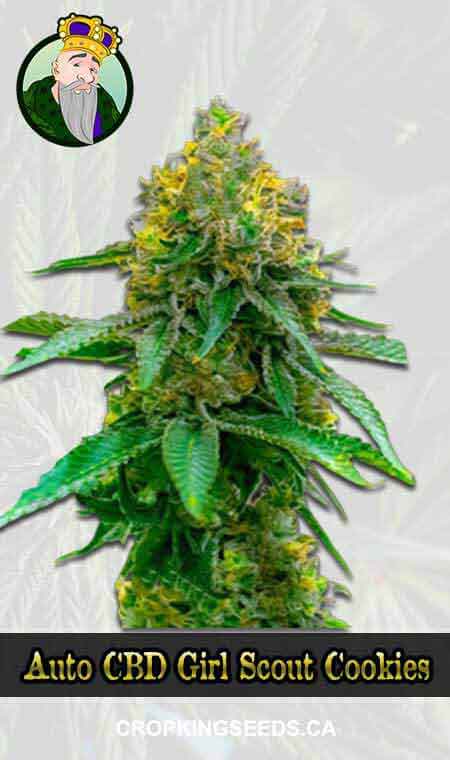 Auto CBD Girl Scout Cookies Strain Marijuana Seeds