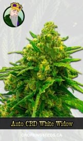 Auto CBD White Widow Marijuana Seeds