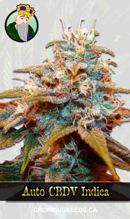 Auto Cbdv Indica Marijuana Seeds 1, Crop King Seeds
