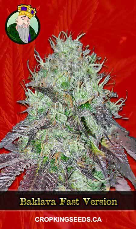 Baklava Fast Version Marijuana Seeds 1 1, Crop King Seeds