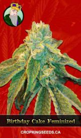 Birthday Cake Strain Feminized Marijuana Seeds