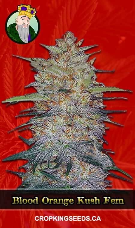 Blood Orange Kush Feminized Marijuana Seeds