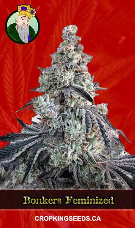 Bonkers Strain Feminized Marijuana Seeds