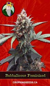 Bubblicious Strain Feminized Marijuana Seeds