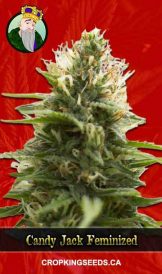 Candy Jack Strain Feminized Marijuana Seeds
