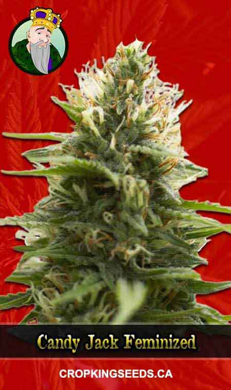 Candy Jack Feminized 1, Crop King Seeds