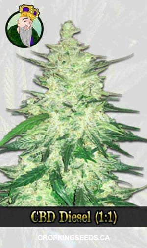 CBD Diesel
