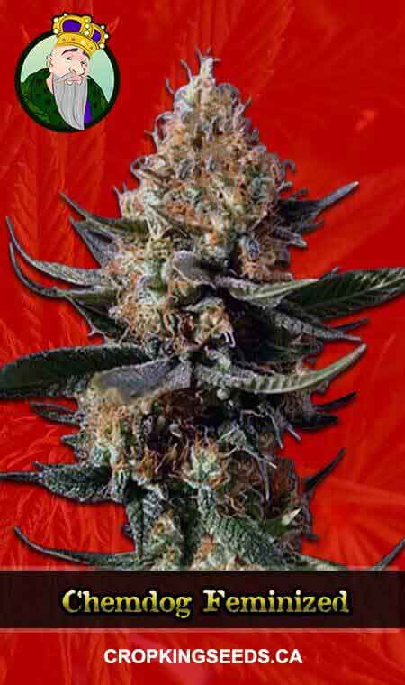 Chemdog Strain Feminized Marijuana Seeds