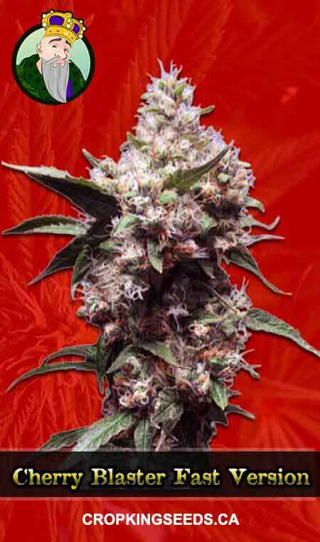 Buy Cherry Blaster Strain Fast Version Feminized Marijuana Seeds | Crop ...