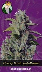 Buy Cherry Kush Autoflowering Marijuana Seeds | Crop King Seeds