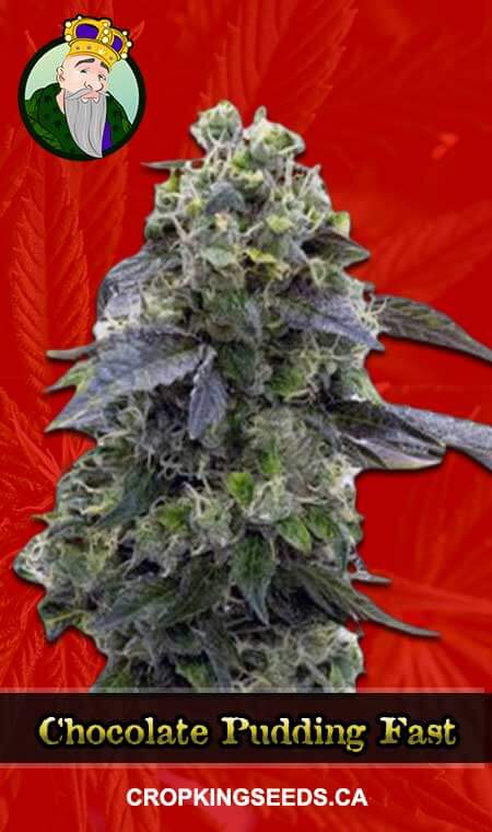 Chocolate Pudding Strain Feminized Fast Version Marijuana Seeds, Crop King Seeds