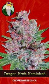 Dragon Fruit Strain Feminized Marijuana Seeds