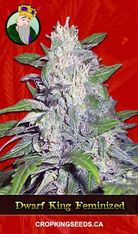 Dwarf King Strain Feminized Marijuana Seeds