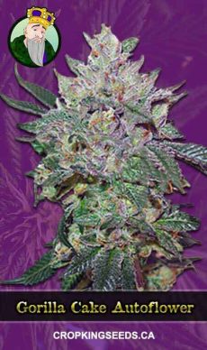 Gorilla Cake Auto