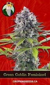 Green Goblin Strain Feminized Marijuana Seeds