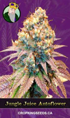 Jungle Juice Auto 1 1, Crop King Seeds