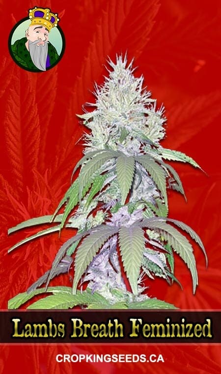 Lambs Breath Strain Feminized Marijuana Seeds