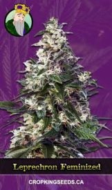 Leprechron Strain Feminized Marijuana Seeds