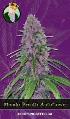 Mendo Breath