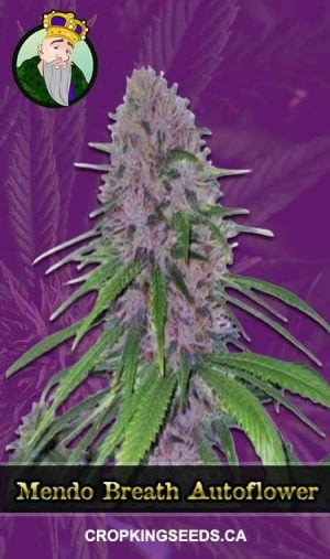 Mendo Breath