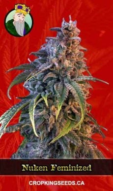Nuken Strain Feminized Marijuana Seeds