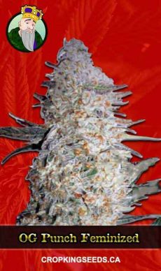 OG Punch Feminized