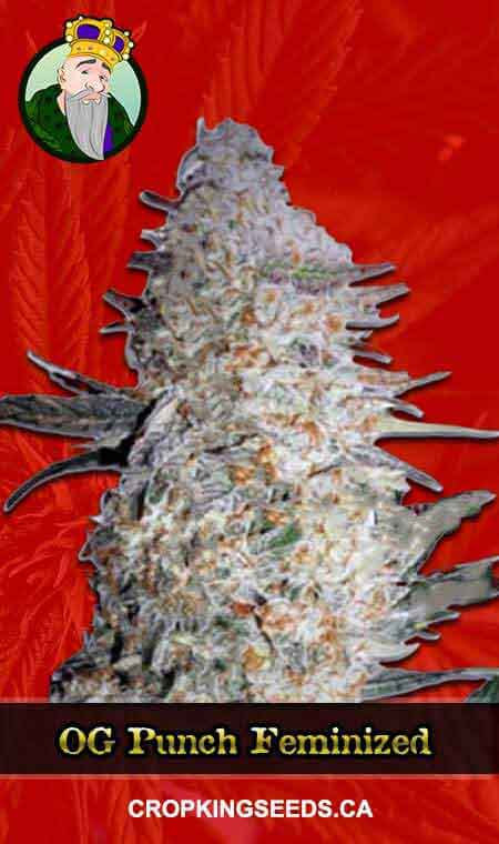 OG Punch Feminized