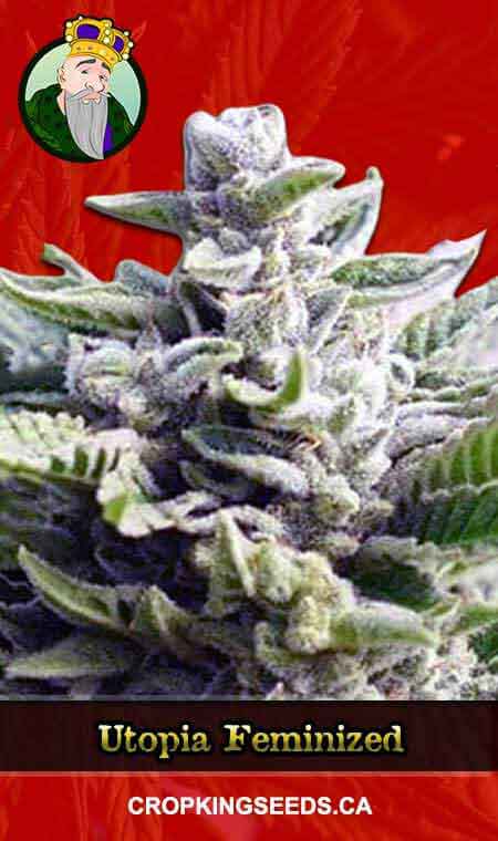 Utopia Strain Feminized Marijuana Seeds