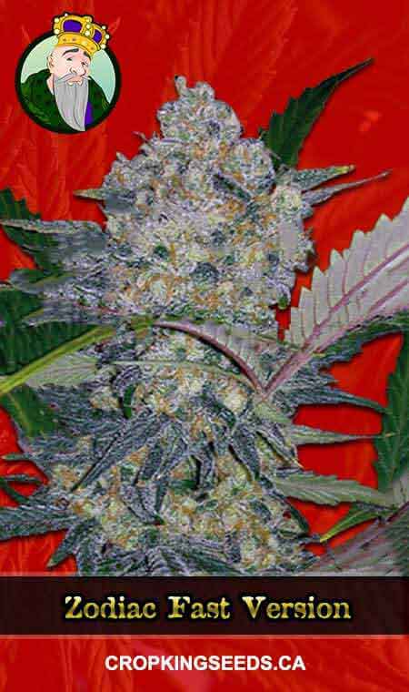 Zodiac Fast Flowering Marijuana Seeds