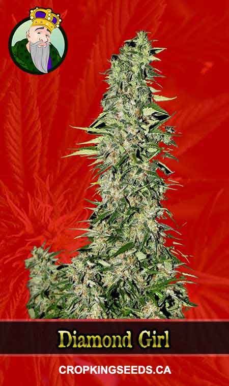 Diamond Girl Feminized Marijuana Seeds, Crop King Seeds
