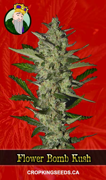 Flower Bomb Kush Feminized Marijuana Seeds