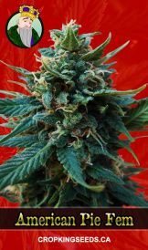 American Pie Strain Feminized Marijuana Seeds