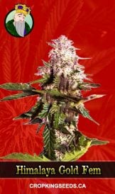 Himalaya Gold Strain Feminized Marijuana Seeds