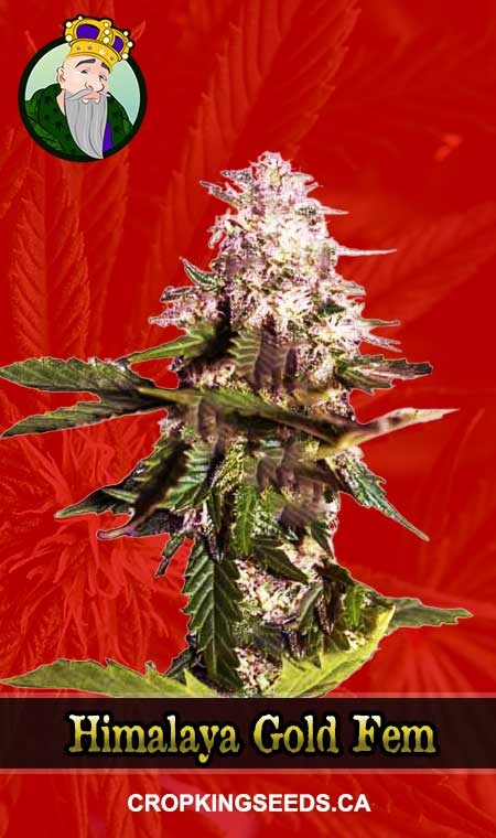 Himalaya Gold Fem 1, Crop King Seeds