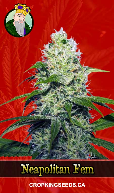 Feminized Seeds Canada | Crop King Seeds