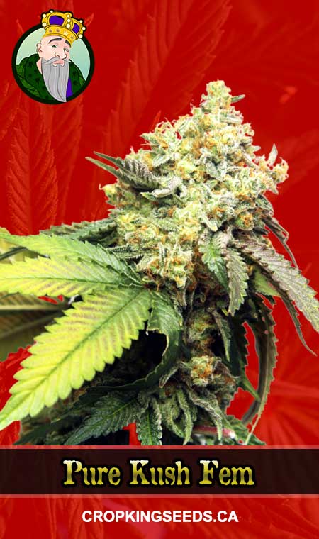 Pure Kush Feminized Marijuana Seeds