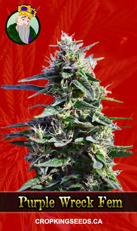 Purple Wreck Strain Feminized Marijuana Seeds